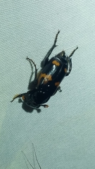 Nicrophorus sayi