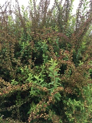 Spiraea thunbergii