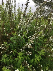 Spiraea thunbergii