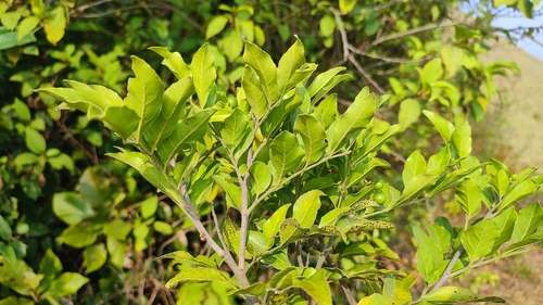 Clausena indica observed 2024-03-16
