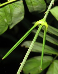 Desmoncus orthacanthos