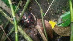 Cuora flavomarginata