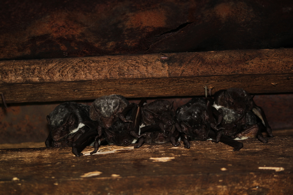 Bare-rumped Sheathtail-bat
