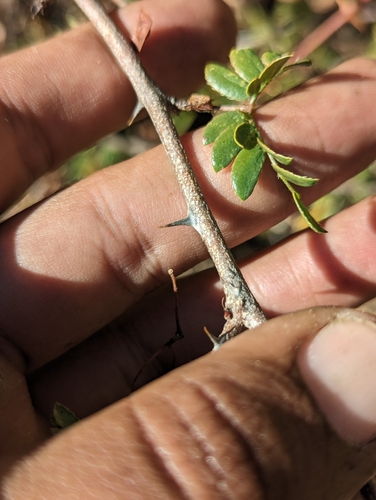 Image of Mimosa tricephala by (c) Abraham Sánchez Romero, some rights reserved (CC BY)
