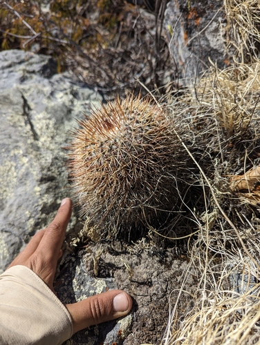 Image of Mammillaria petrophila by (c) Abraham Sánchez Romero, some rights reserved (CC BY)