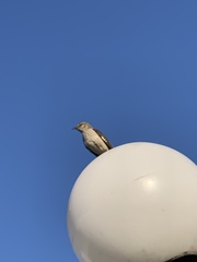 Mimus polyglottos image