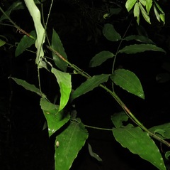 Desmoncus orthacanthos