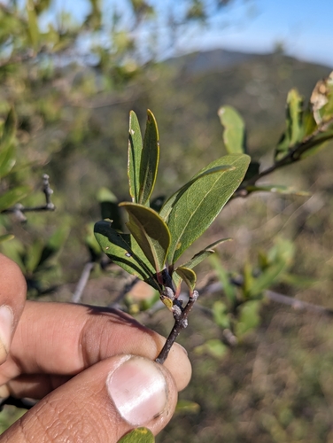 Forestiera macrocarpa (Forestiera macrocarpa)
