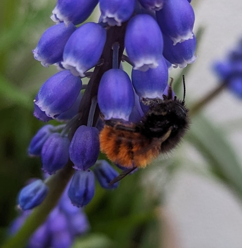 Osmia cornuta cornuta