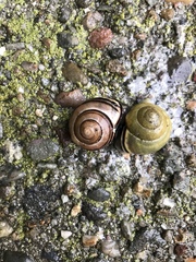 Cepaea nemoralis
