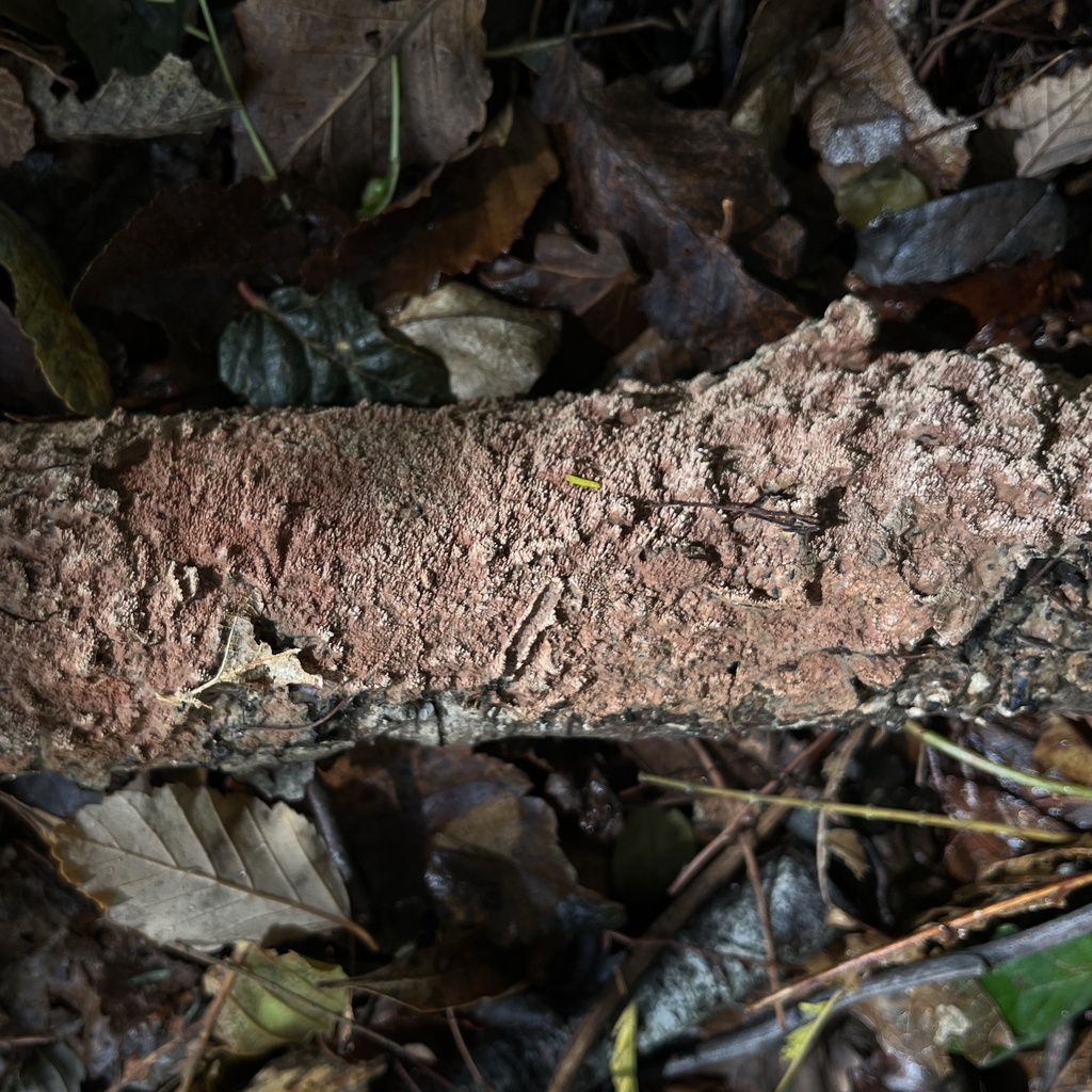 Xylodon magallanesii · March 2024 · photo: © cristianriquelme (iNaturalist, cc-by)