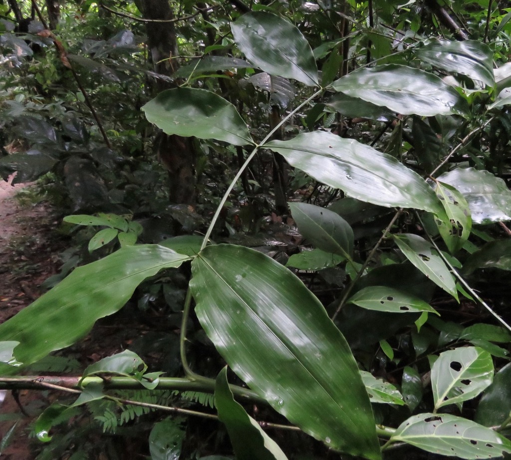 Desmoncus madrensis