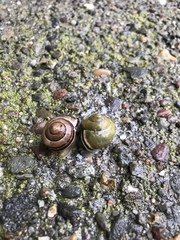 Cepaea nemoralis