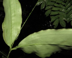 Desmoncus orthacanthos