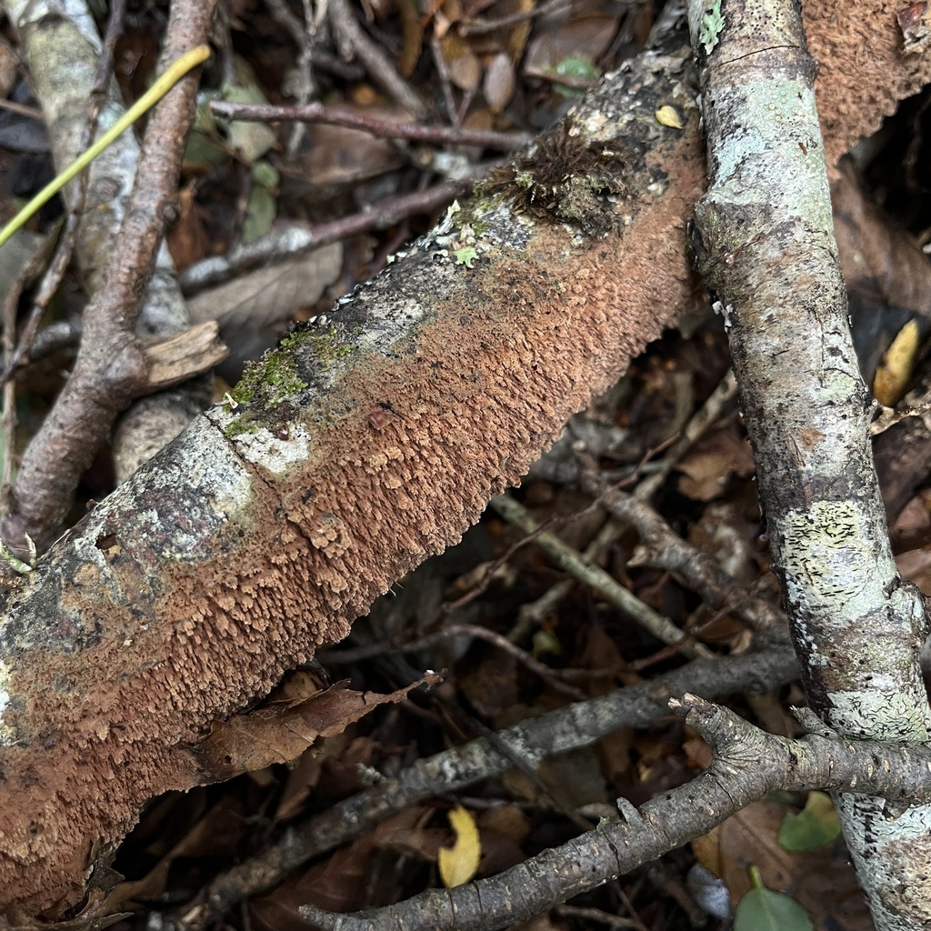 Xylodon magallanesii · March 2024 · photo: © cristianriquelme (iNaturalist, cc-by)