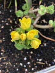 Portulaca molokiniensis