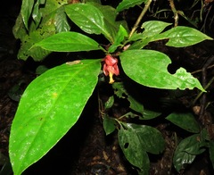 Drymonia semicordata