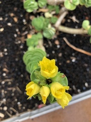 Portulaca molokiniensis