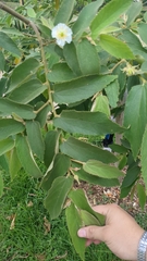 Muntingia calabura image
