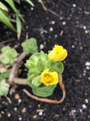 Portulaca molokiniensis