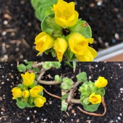 Portulaca molokiniensis