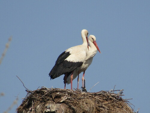 White Stork (Ciconia ciconia), photo 5