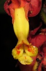 Drymonia semicordata