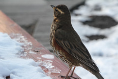 Turdus iliacus coburni