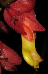 Drymonia semicordata