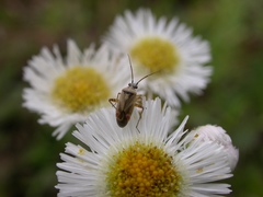 Polymerus basalis