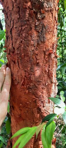 Syzygium antisepticum observed 2024-02-28