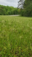 Anthoxanthum aristatum