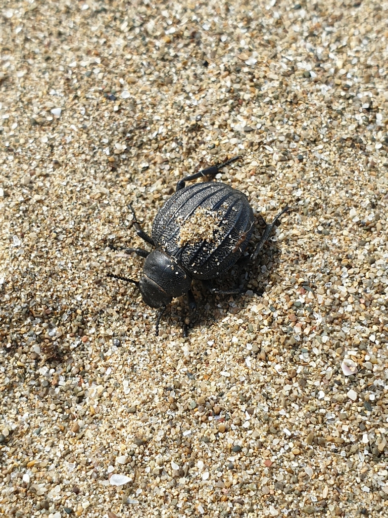 Pimelia bipunctata from 58019 Porto Santo Stefano, Province of Grosseto