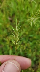 Anthoxanthum aristatum