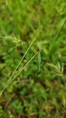 Anthoxanthum aristatum