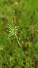 Anthoxanthum aristatum