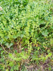 Cruciata pedemontana