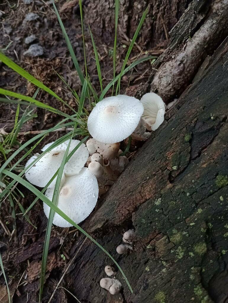 Leucocoprinus cepistipes · March 2024 · photo: © hortonf (iNaturalist, cc-by)
