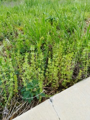 Cruciata pedemontana