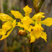 Cyrtochilum revolutum - Photo (c) Dean Lyons, some rights reserved (CC BY-NC), uploaded by Dean Lyons