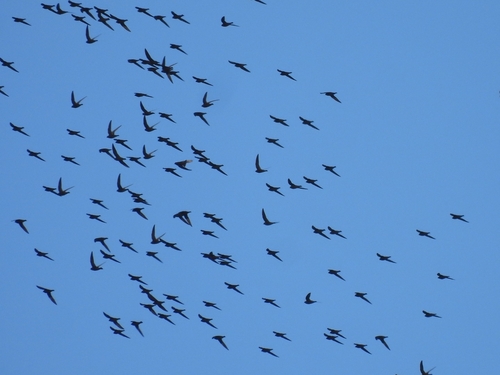 White-naped Swift (Streptoprocne semicollaris), photo 8