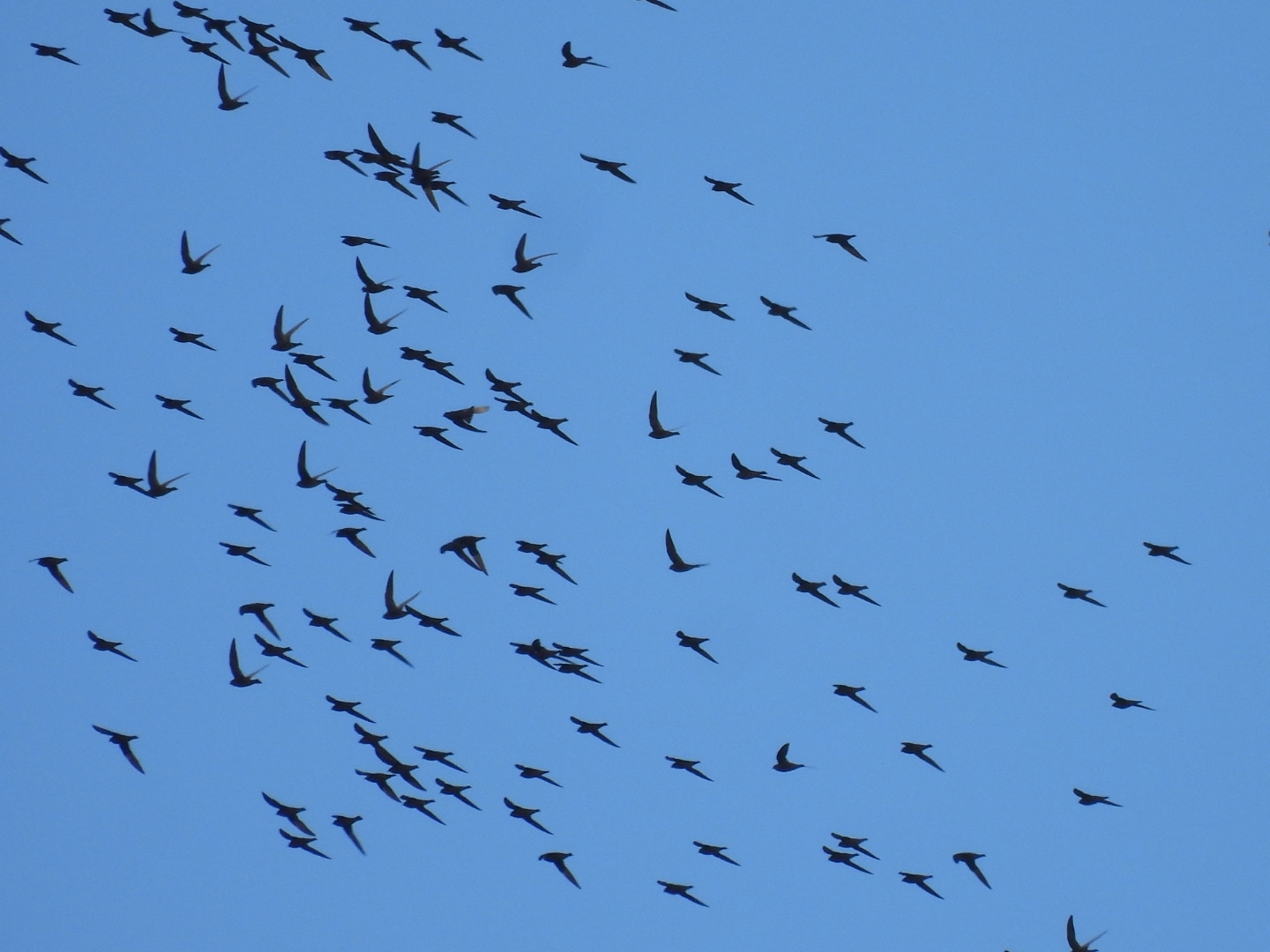 White-naped Swift (Streptoprocne semicollaris), photo 8