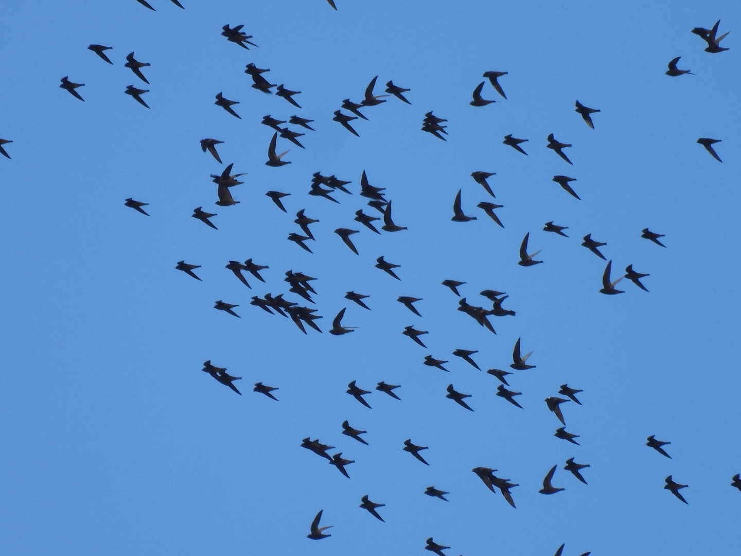 White-naped Swift (Streptoprocne semicollaris), photo 9
