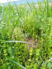 Cruciata pedemontana