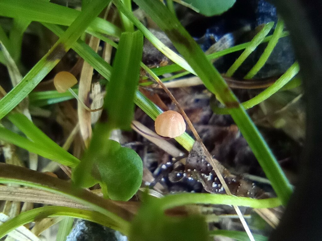Marasmius siccus · March 2024 · photo: © hortonf (iNaturalist, cc-by)