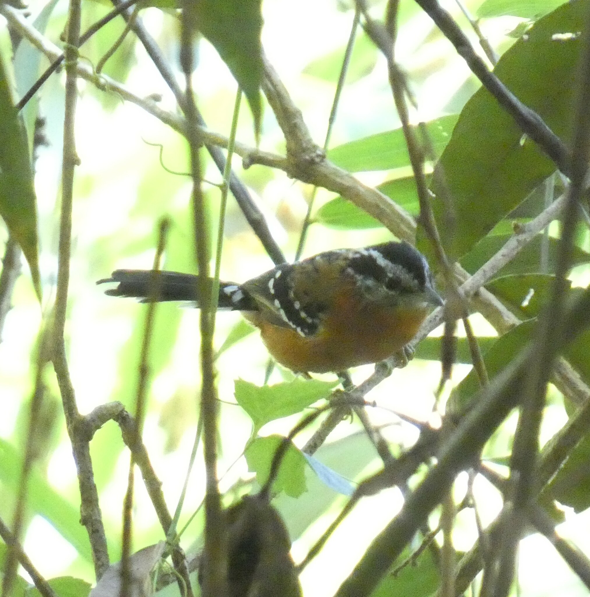 Ferruginous Antbird illustration