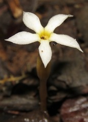 Voyria spruceana