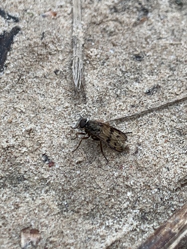 Rhagio dichromaticus