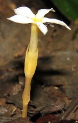 Voyria spruceana