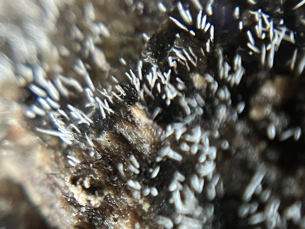 Phaeoisaria clavulata